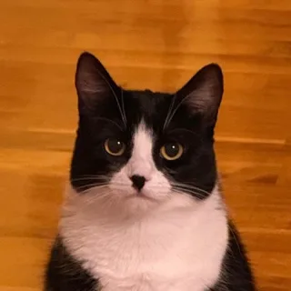 About Mika, a black-and-white tuxedo cat with yellow eyes